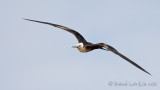 Frgate superbe<br>Magnificent Frigatebird, <i>Fregata magnificens</i>