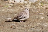 Colombe inca<br>Inca Dove, <i>Columbina inca</i>