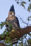 Aigle orn<br>Ornate Hawk-Eagle, <i>Spizaetus ornatus</i>