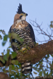 Aigle orn<br>Ornate Hawk-Eagle, <i>Spizaetus ornatus</i>