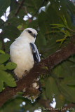 Buse blanche<br>White Hawk, <i>Leucopternis albicollis</i>