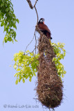 Cassique de Montezuma<br>Montezuma Oropendola, <i>Psarocolius montezuma</i>