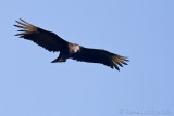 Urubu noir<br>Black Vulture<br><i>Coragyps atratus</i>