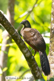 Ortalide  tte grise<br>Gray-headed Chachalaca, <i>Ortalis cinereiceps</i>