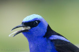 Guit-guit sa<br>Red-legged Honeycreeper, <i>Cyanerpes cyaneus</i>