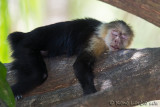 Capucin  face blanche / Capucin moine<br>White-faced Capuchin, Mono Carablanca, <i>Cebus capucinus</i>