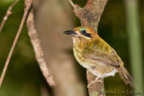 Motmot nain<br>Tody Motmot, <i>Hylomanes momotula</i>