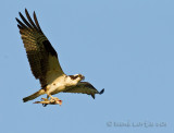 Balbuzard-pcheur<br>Osprey