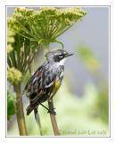 Paruline  croupion jaune<br>Yellow-rumped Warbler