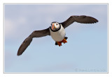 Macareux moine<br>Atlantic Puffin