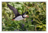 Macareux moine<br>Atlantic Puffin