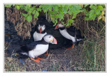 Macareux moine<br/>Atlantic Puffin