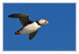 Macareux moine<br/>Atlantic Puffin