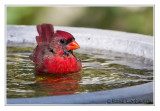 Cardinal rouge<br>Northern Cardinal