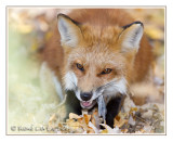 Renard rouxRed Fox