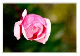 La rose de novembre<br>Rosember