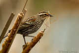 Carouge à épaulettes femelle<br/>Female Red-winged Blackbird