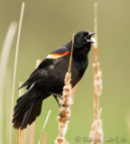 Carouge à épaulettes<br/>Red-winged Blackbird
