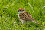 Bruant familier<br/>Chipping Sparrow