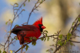 Cardinal rouge<br/>Northern Cardinal