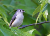 Msange bicolore<br>Tufted Titmouse