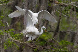 Grande aigrette<br>Great Egret