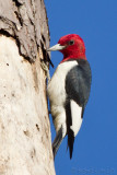Pic  tte rouge<br>Red-headed Woodpecker