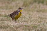 Sturnelle des prs<br>Eastern Meadowlark