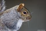 Écureuil gris / Squirrel