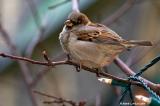 Moineau domestique