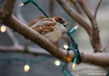 Moineau domestique