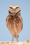 Burrowing Owl 2