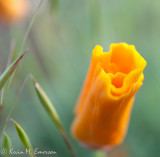 California Poppy