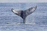 Humpback Whales Tail 3
