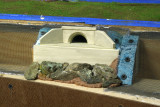 Culvert rocks in colored Celluclay