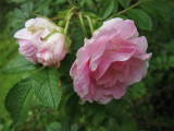 Rugosa