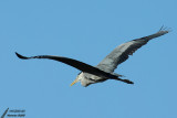 Grey heron / Hron cendr