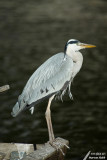 Grey heron / Hron cendr