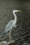 Grey heron / Hron cendr