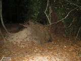 Dead tree / Arbre mort
