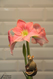 Amaryllis & Mouse / Amaryllis & Souris