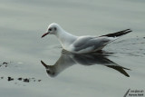Seagull / Mouette