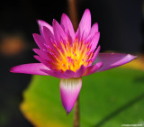 water lily