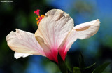 hibiscus flower