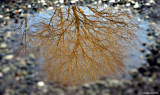 puddle of life