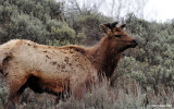 Big Elk