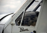 Beaver