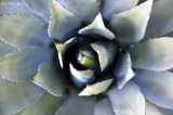 heart of Cactus