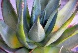 sharp torns