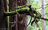 green moss